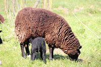 Lammetje drinkt bij de moeder