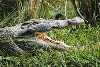 Le silence de la chasse - Crocodile dans la lumière du matin