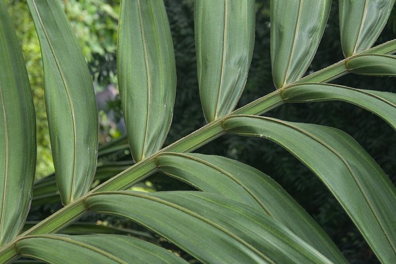 Nahaufnahme von Palmenblättern von Minimalistic Travel Photography by.Rieneke