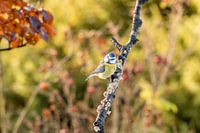Blue tit on a branch