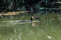 Cormorant catches a fish - hunting success on the water