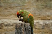 Papegaai kraakt een walnoot