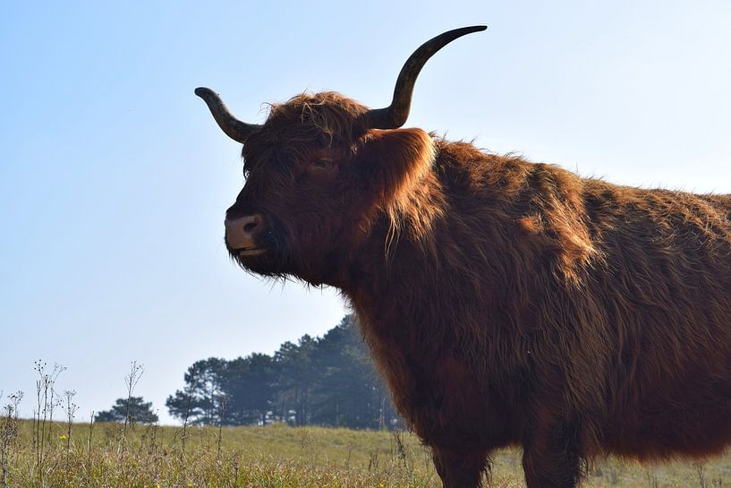 Highlander écossais au soleil du matin dans les dunes par Studio LE-gals