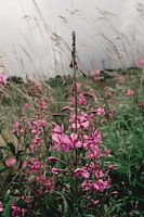 Rose des saules en Autriche