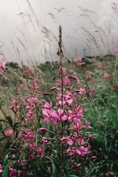 Willow rose in Austria by Gerlinda Lassche