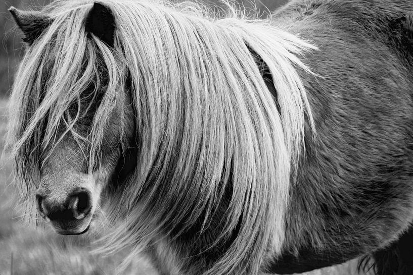 Pony von Sven Zoeteman