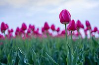 Tulipes dans un champ
