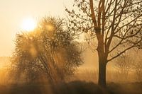 Lever de soleil dans le brouillard