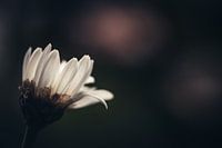 Erwachen in der Dunkelheit