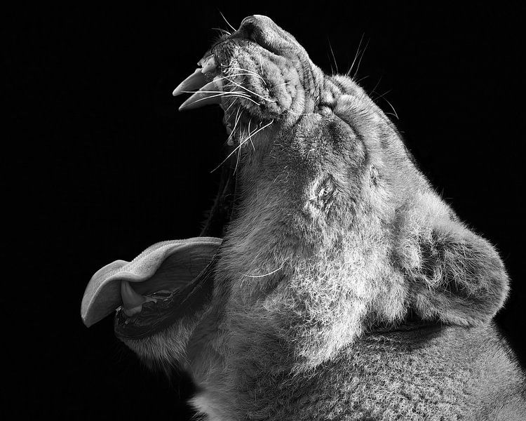 Gaping Löwin gegen einen schwarzen Hintergrund in schwarz und weiß von Barbara Kempeneers