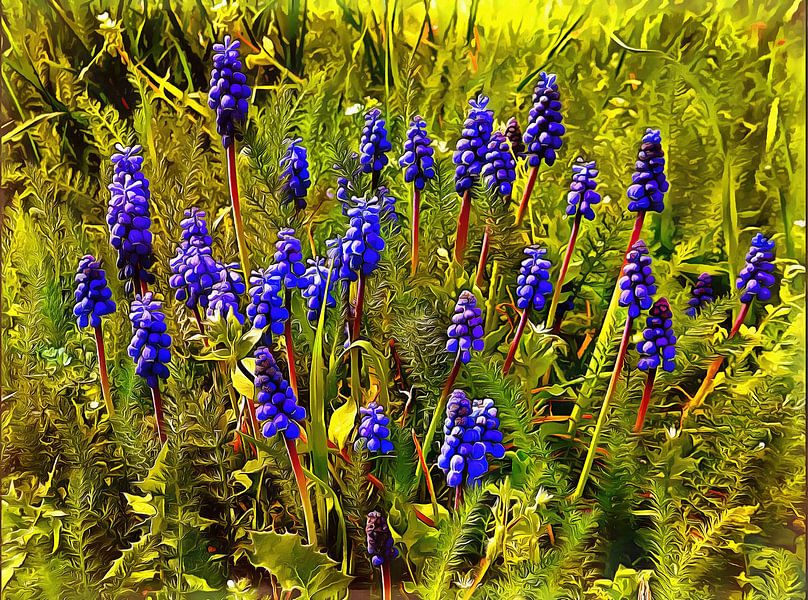 The Shy Grape Hyacinth by Dorothy Berry-Lound