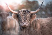 A curious Scottish highlander