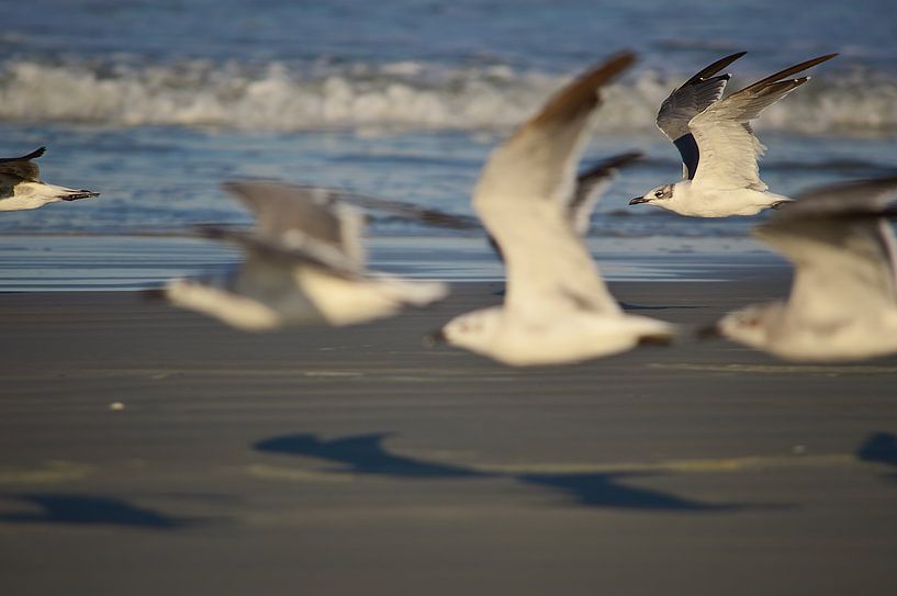 Möwenschwarm von Frank's Awesome Travels