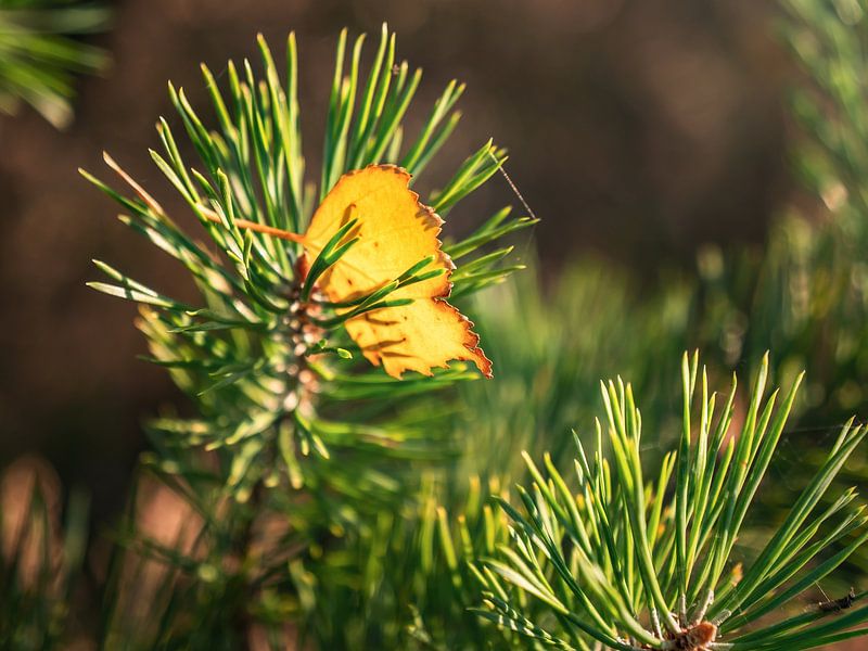Quirl, Sächsische Schweiz – Laub und Nadeln von Pixelwerk