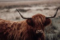 Schotse hooglander in de natuur