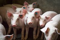 Group of young piglets on the farm