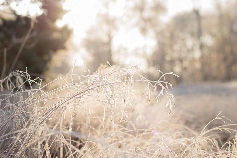 Kou van mandy vd Weerd