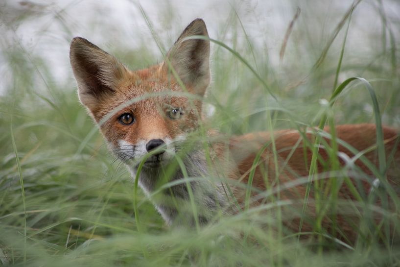 Verstecken und Suchen von Steffie van der Putten