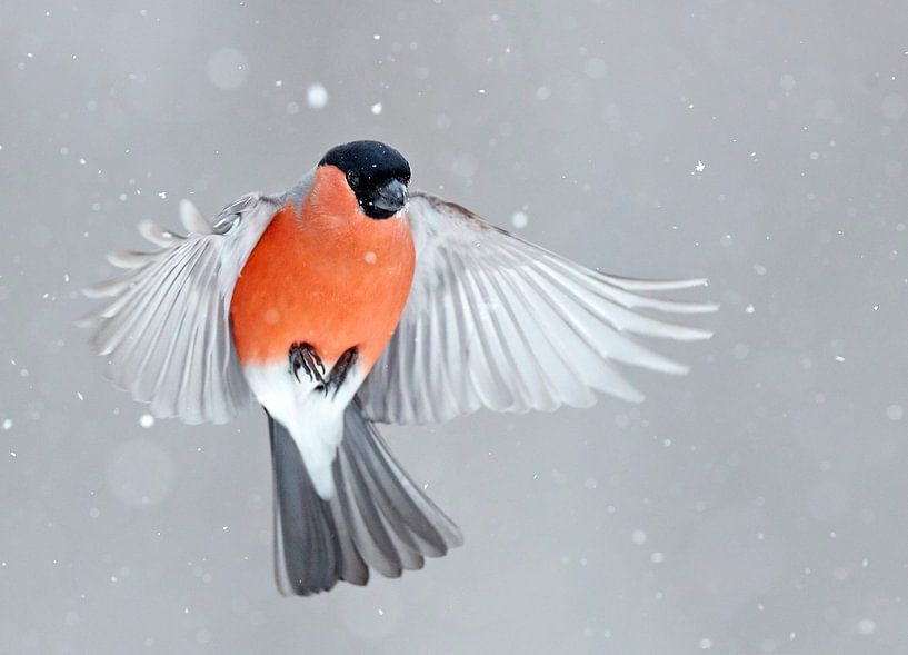 Adult male Northern Bullfinch (Pyrrhula pyrrhula pyrrhula) by Beschermingswerk voor aan uw muur