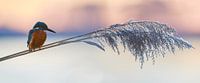 Kingfisher - Winter panorama