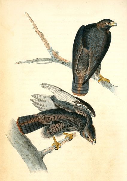 Buse de Harlan, Audubon, John James, 1785-1851, Buzzard par Liszt Collection