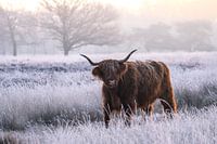 Highlander écossais d'hiver