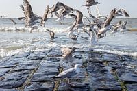 Gulls on breakwater