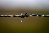 Fil de fer barbelé avec goutte