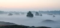 Mistig landschap van de Leuvenumse Bossen