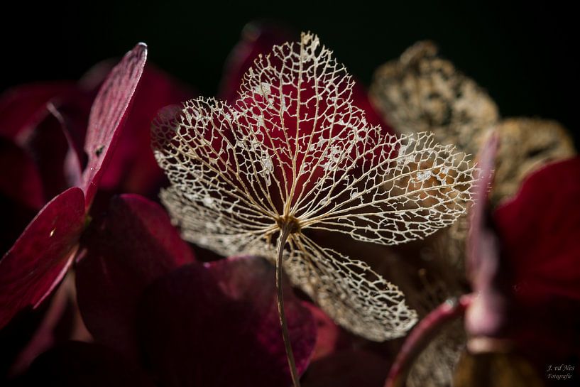 Hortensia Nerf von Jip van de Nes