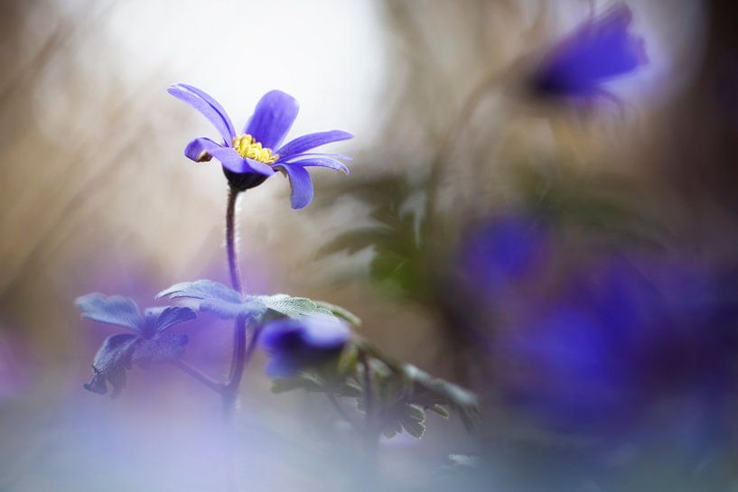 Ich bewundere und liebe dich von Bob Daalder