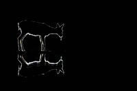 A roe deer with a light edge on a dark background.