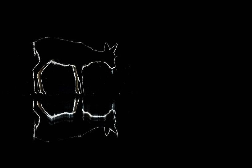 Un chevreuil avec une arête claire sur un fond sombre. par Nicky Depypere