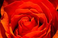 Rote Rose Nahaufnahme/Makroaufnahme