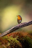 Rotkehlchen auf einem Ast