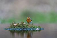 Robins on an island