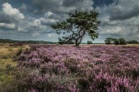 Bruyère en fleur Veluwe