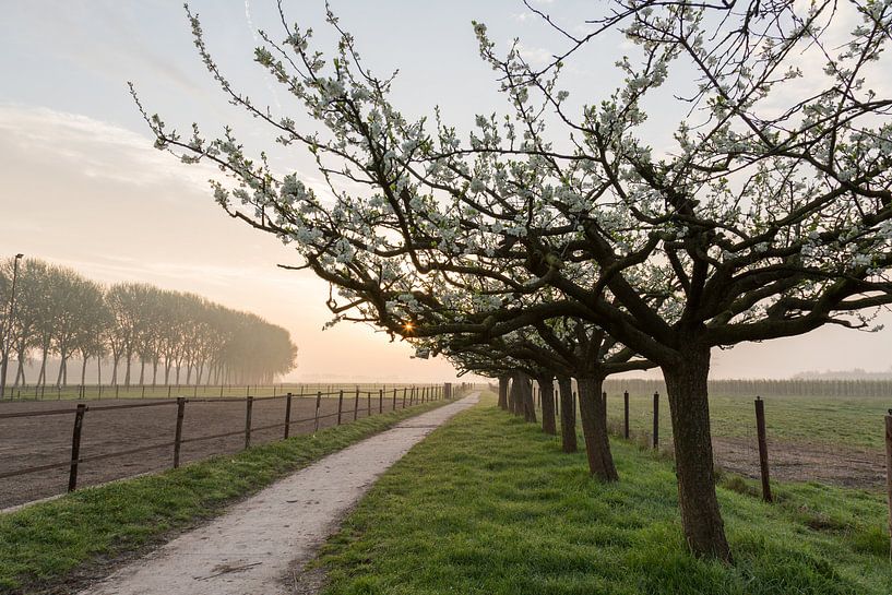 Lenteochtend von Marijke van Eijkeren