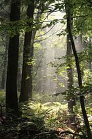 Rijsterbos - Rijs - Friesland