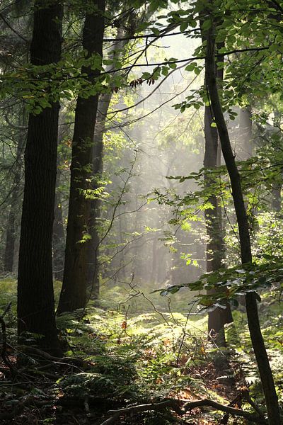 Rijsterbos - Rijs - Friesland par Fotografie Sybrandy