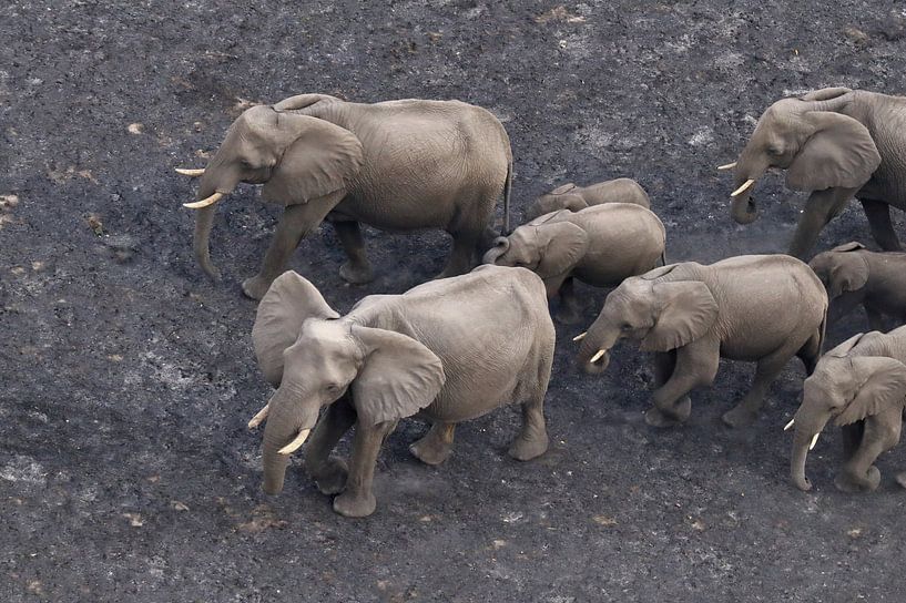 Elephants by Petervanderlecq