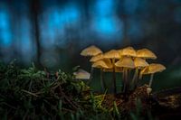 Glowing fantasy mushrooms
