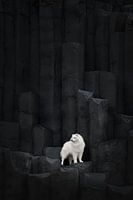 Samoyed Atlas in IJsland