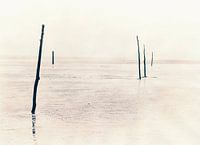 Palen bij Texel.