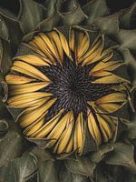 Dense sunflower