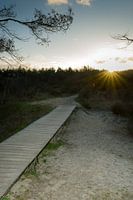 Wooden decking in nature