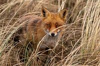 dans les hautes herbes