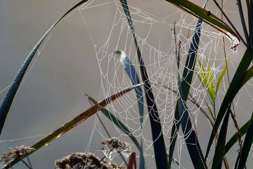 Les plantes dans le brouillard du matin avec la rosée sur la toile d'araignée par Trinet Uzun