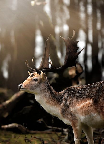 Fallow deer in the sun II by Marvin Van Haasen