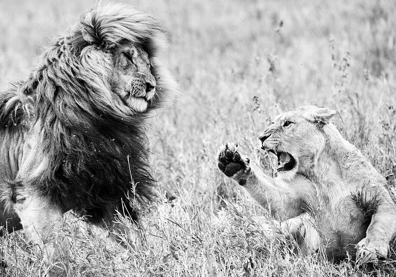 Löwen von Robert Styppa